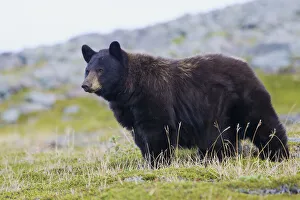 Boar Prints: Black Bear, Big Boar