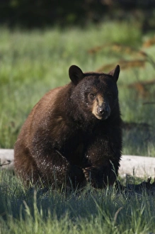 Boar Prints: Black Bear Boar; Brown Color Phase