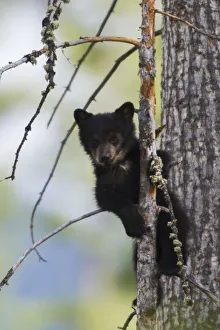 Climbing Prints: Black Bear Cub Climbing