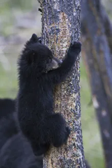Safety Prints: Black bear cub climbing to safety