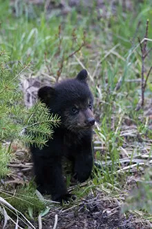 Animals Gallery: Black bear cub exploring