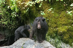 Caring Prints: Black bear cub following its mama at Anan Creek