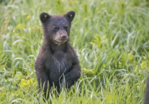 Dandelion Prints: Black bear cub in spring