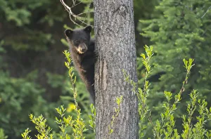 Dandelion Prints: Black bear cub in tree