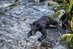 Images Dated 10th December 2020: Black Bear, Salmon run, Anan Creek Wrangell, Alaska, USA