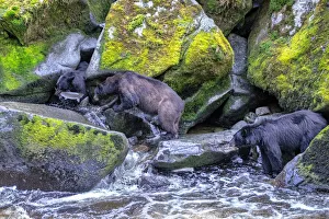 Images Dated 10th December 2020: Black Bear, Salmon run, Anan Creek Wrangell, Alaska, USA