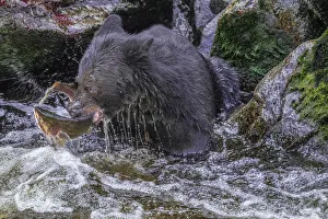Images Dated 28th September 2020: Black Bear, Salmon run, Anan Creek Wrangell, Alaska, USA