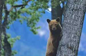 Black Bear sow in Tree in Glacier National Park in Montana