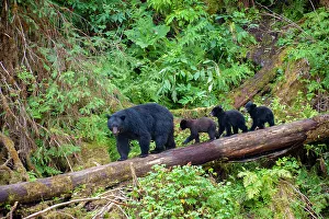 Rainforest Prints: Black bear triplets follow mom at Anan Creek