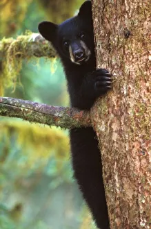 Images Dated 7th November 2011: black bear, Ursus