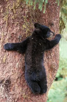 Images Dated 7th November 2011: black bear, Ursus americanus, cub in tree, Anan Creek, Tongass National Forest, southeast