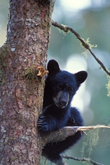 black bear, Ursus americanus, cub in a tree along Anan Creek, Tongass National Forest black bear, Ursus americanus, cub in a tree along Anan Creek, Tongass National Forest