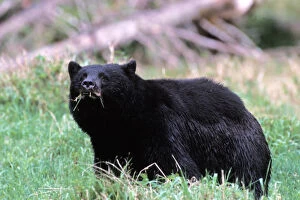 Images Dated 11th November 2005: black bear, Ursus americanus, eating grass in the rainforest, Olympic National Park