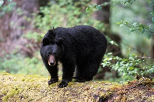 black bear, Ursus americanus, on an old growth log in the rainforest, Olympic National Park