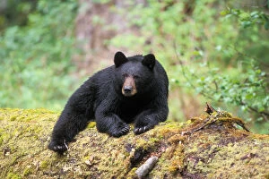 black bear, Ursus americanus, resting on an old growth log in the rainforest, Olympic National Park