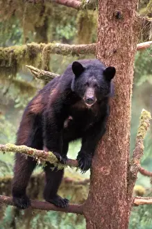black bear, Ursus americanus, sow in tree scratching her back, Anan Creek, Tongass National Forest