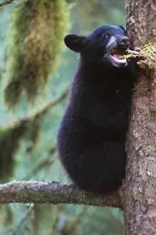 Images Dated 9th November 2005: black bear, Ursus americanus, spring cub in a tree along Anan Creek