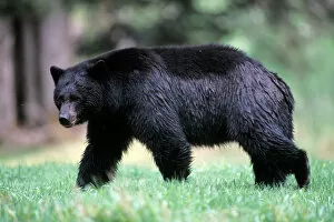 black bear, Ursus americanus, walking in the rainforest, Olympic National Park, Olympic Peninsula