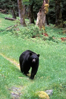 black bear, Ursus americanus, walking along a trail in the rainforest, Olympic National Park