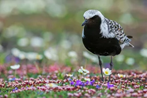Black-bellied plover, arctic tundra wildflowers, Alaska, USA