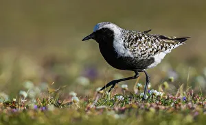 Plover Prints: Black-bellied plover, arctic tundra wildflowers, Alaska, USA