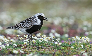 Shorebird Prints: Black-bellied plover calling, at home on the arctic tundra of Alaska