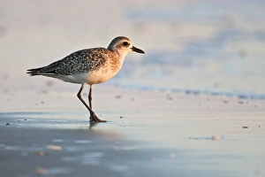 Images Dated 12th October 2007: Black-bellied Plover (Pluvialis squatarola), winter adult, south Padre Island beach