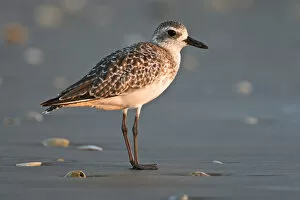 Images Dated 12th October 2007: Black-bellied Plover (Pluvialis squatarola), winter adult, south Padre Island beach