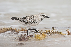 Images Dated 22nd April 2010: Black-bellied Plover (Pluvialis squatarola) on South Padre Island, Texas beach