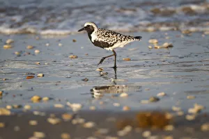 Shorebird Prints: Black-bellied plover walking on wet beach