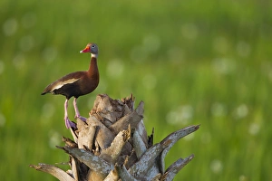 Images Dated 26th April 2011: Black-bellied Whistling Duck on cabbage palm, Dendrocygna autumnalis, Viera wetlands