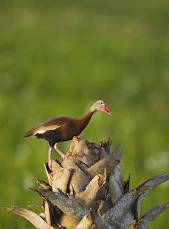 Images Dated 26th April 2011: Black-bellied Whistling Duck on cabbage palm, Dendrocygna autumnalis, Viera wetlands