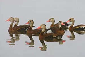 Images Dated 8th November 2007: Black-bellied Whistling Duck (Dendrocygna autumnalis) flock reflected in a pond at