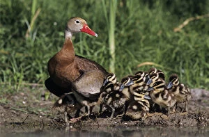 Images Dated 19th October 2007: Black-bellied Whistling-Duck, Dendrocygna autumnalis, female with young, Lake Corpus Christi