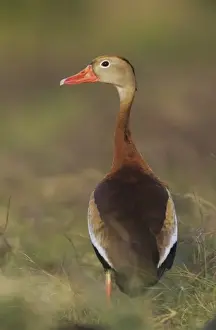Images Dated 12th February 2010: Black-bellied Whistling-Duck, Dendrocygna autumnalis, adult, Welder Wildlife Refuge