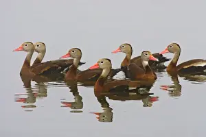 Black-bellied Whistling Duck (Dendrocygna autumnalis) flock reflected in a pond