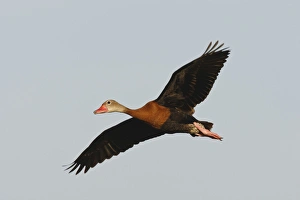 Images Dated 14th June 2010: Black-bellied Whistling Duck (Dendrocygna autumnalis) perched in south Texas habitat