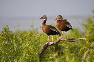 Black-bellied Whistling Duck (Dendrocygna autumnalis) perched in south Texas habitat