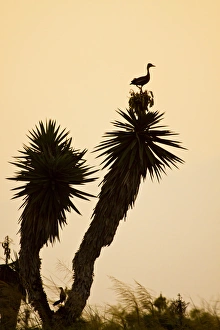 Black-bellied Whistling Duck (Dendrocygna autumnalis) perched in south Texas habitat