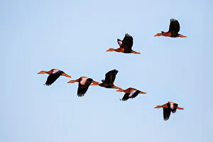 Aransas County Prints: Black-bellied whistling duck in flight