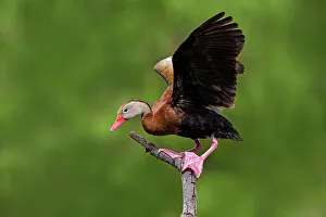 Arboreal Prints: Black-bellied whistling duck landing