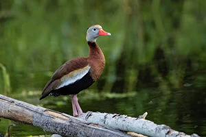 Animals Collection: Black-bellied Whistling Ducks (Dendrocygna autumnalis) resting on limb