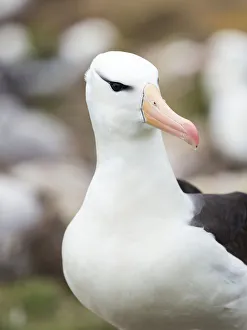 Malvinas Prints: Black-browed albatross or black-browed mollymawk, Falkland Islands