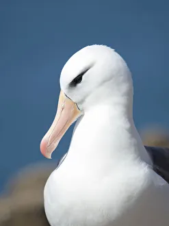 Black-browed albatross or black-browed mollymawk, Falkland Islands