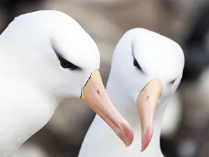 Images Dated 5th November 2017: Black-browed albatross or black-browed mollymawk (Thalassarche melanophris)