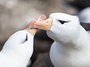 Images Dated 5th November 2017: Black-browed albatross or black-browed mollymawk (Thalassarche melanophris)