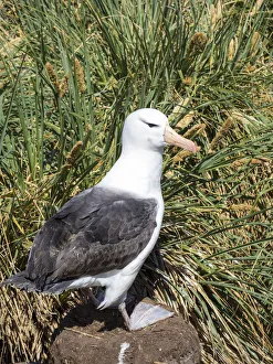 Black-browed albatross or black-browed mollymawk (Thalassarche melanophris)