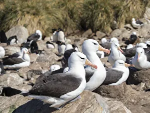 Images Dated 5th November 2017: Black-browed albatross or black-browed mollymawk (Thalassarche melanophris)