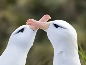 Images Dated 5th November 2017: Black-browed albatross or black-browed mollymawk (Thalassarche melanophris)