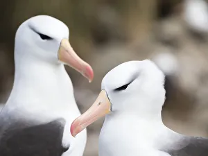 Images Dated 5th November 2017: Black-browed albatross or black-browed mollymawk (Thalassarche melanophris). South America
